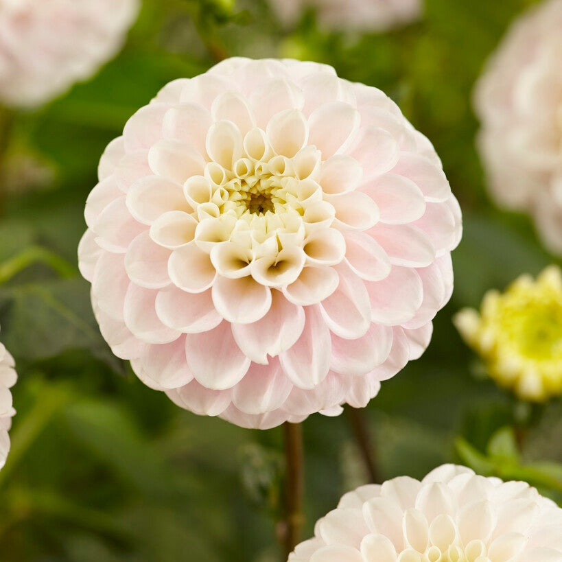 Dahlia Boll White Wizard 1-pakke